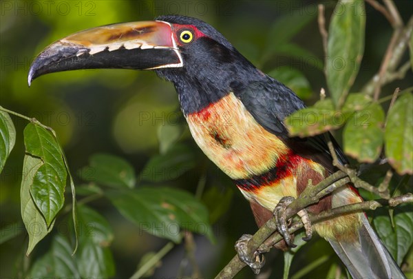 Collared aracari (Pteroglossus torquatus)