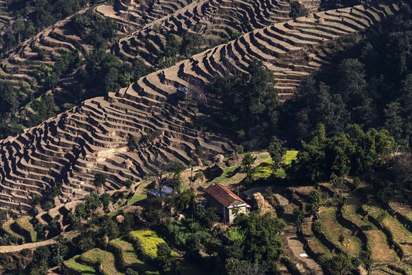 Terrace cultivation