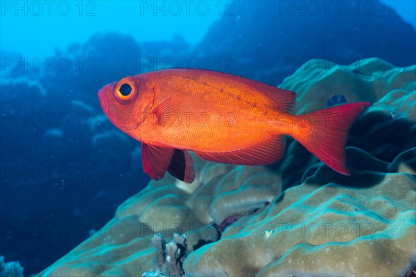 Bigeye (Priacanthus hamrur)