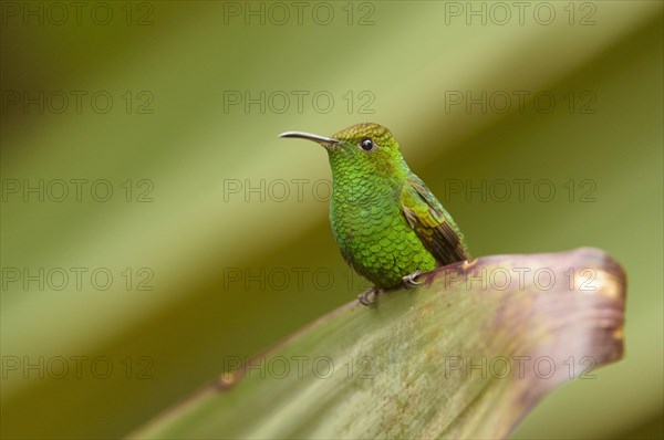 Coppery-headed Emerald (Elvira cupreiceps)