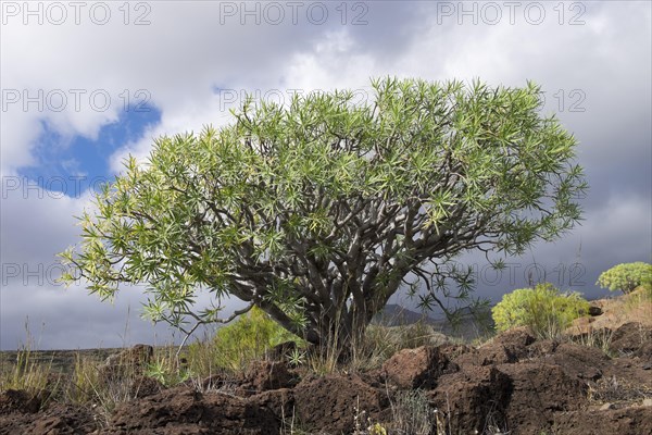 Berthelot Spurge (Euphorbia berthelotii)