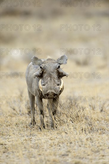 Desert Warthog (Phacochoerus aethiopicus)