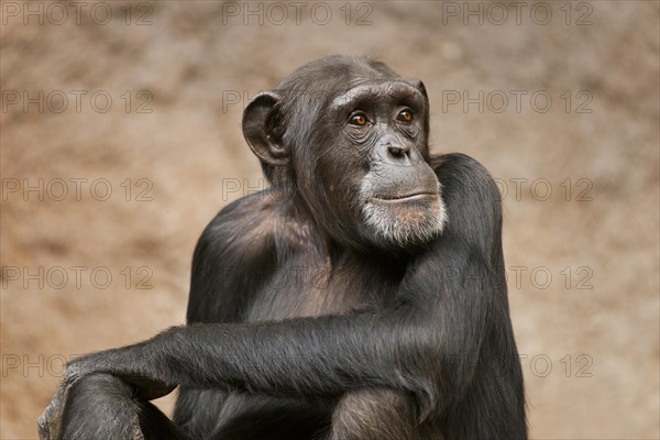 Western Chimpanzee or West African Chimpanzee (Pan troglodytes verus)
