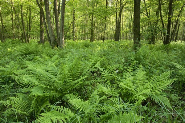 Lady Fern (Athyrium filix-femina) in an Alder carr Alter or Black Alder (Alnus glutinosa)