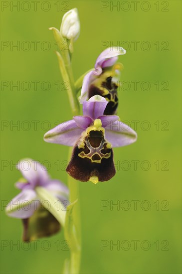 Late Spider-orchid (Ophrys holoserica)