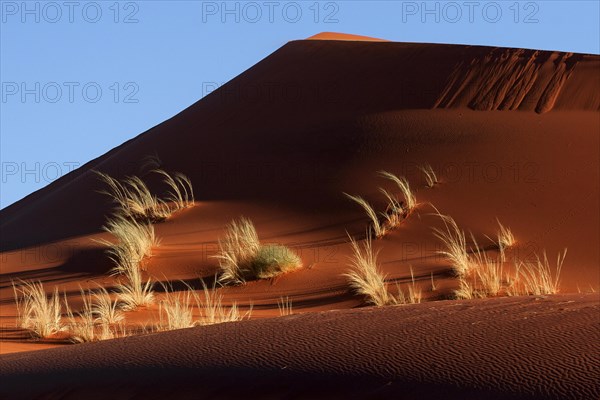 Sand dune covered with tufts of grass