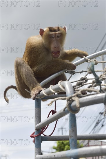 Tied Northern pig-tailed macaque (Macaca leonina) sitting on a railing