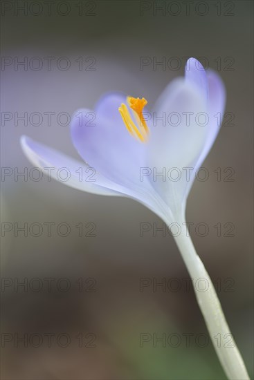 Woodland crocus (Crocus tommasinianus)