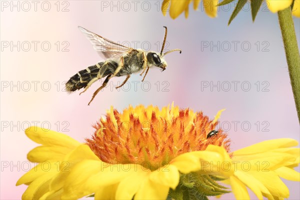 Six-banded furrow bee (Halictus sexcinctus) in flight at the flower of a Blanket flower (Gaillardia)