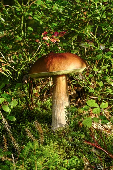 King bolete (Boletus edulis)