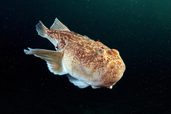 Atlantic Stargazer (Uranoscopus scaber)