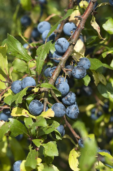 Ripe sloes (Prunus spinosa) on branch