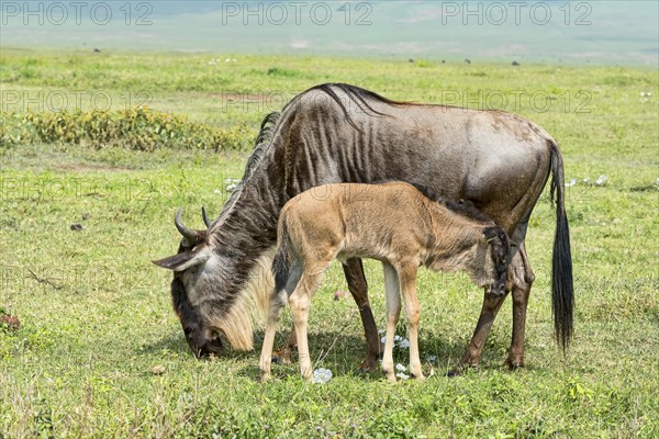 Blue Wildebeest (Connochaetes taurinus)