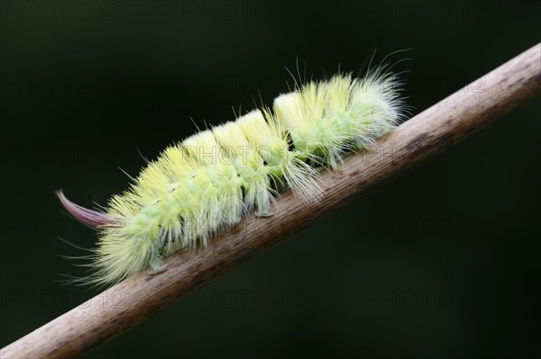 Pale Tussock (Calliteara pudibunda)