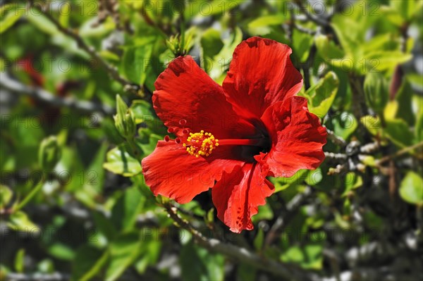 Red Hibiscus flower (Hibiscus)