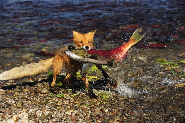 Red Fox (Vulpes vulpes) with a caught salmon