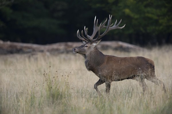 Red Deer (Cervus elaphus)