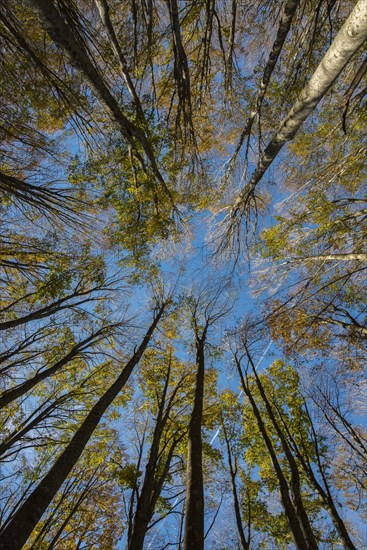 Autumn foliage of holm oaks from below