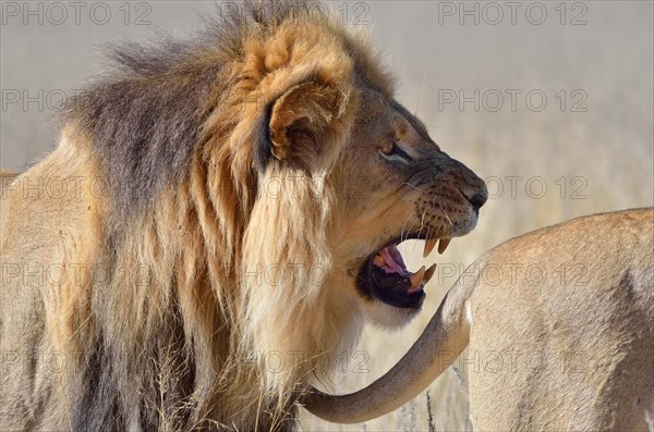 Lion (Panthera leo)