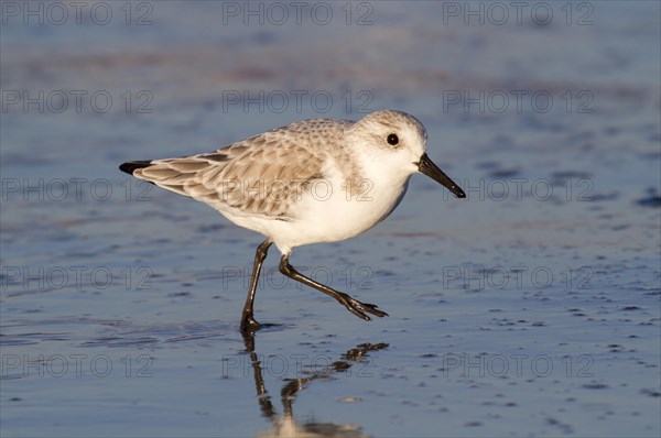 Sanderling (Calidris alba) in winter plumage on the ocean beach