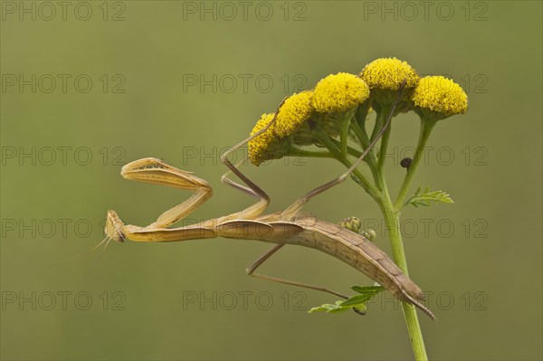 Praying mantis (Mantis religiosa)