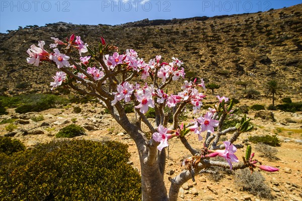 Desert Rose tree (Adenium obesum) in bloom