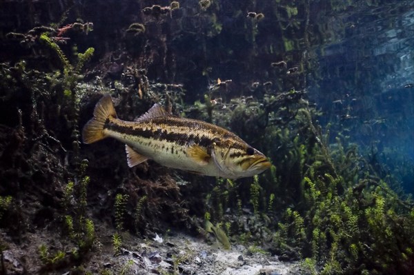 Largemouth Bass (Micropterus salmoides) in Santa Fe River