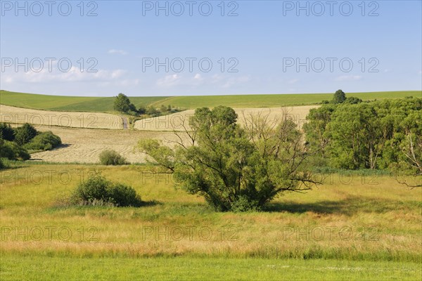 Auwiesen Zickenbachtal marsh area