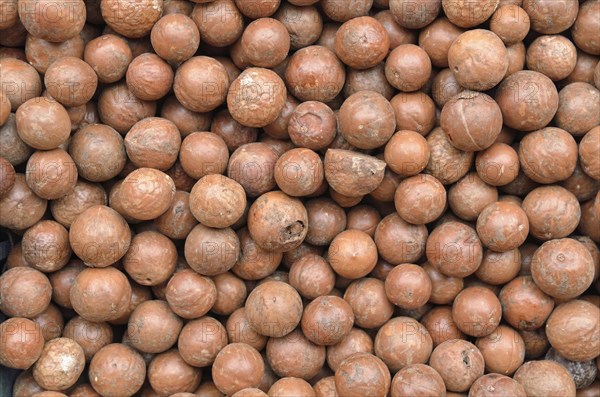 Macadamia nuts