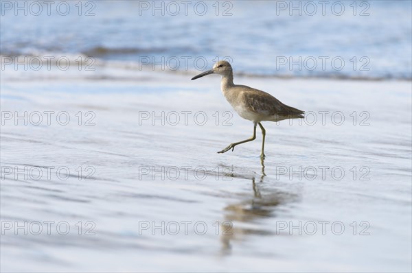 Willet (Tringa semipalmata) wading on the beach