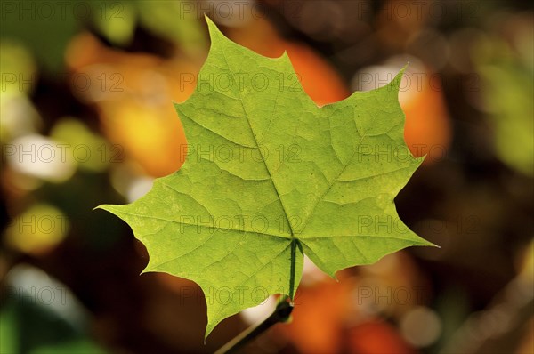 Norway maple (Acer platanoides)