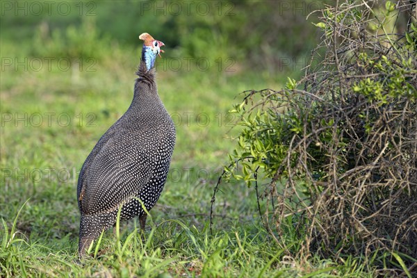 Helmeted Guineafowl (Numida meleagris)