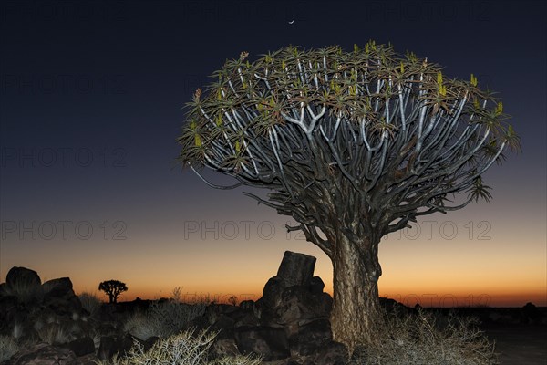 Quiver tree (Aloe dichotoma)