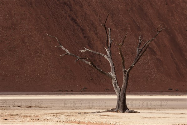 Dead camel thorn tree (Vachellia erioloba)