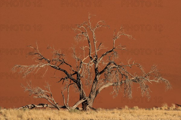 Dead Camel thorn tree (Vachellia erioloba) in front of Dune 45