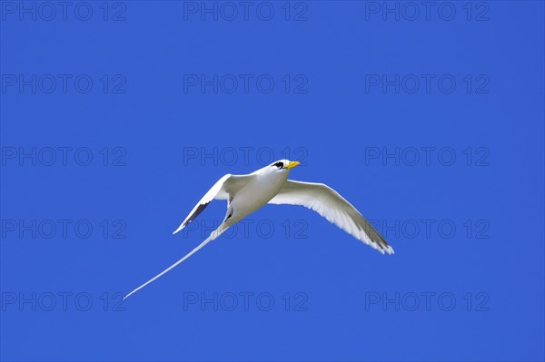 White-tailed tropicbird (Phaethon lepturus)