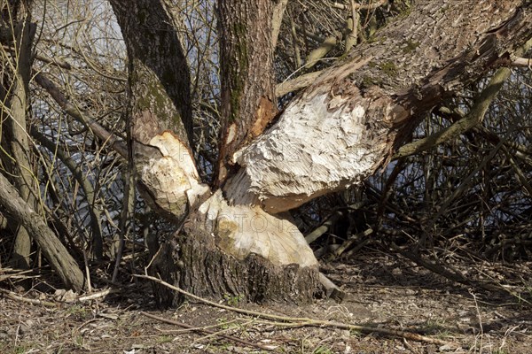 Beaver bite