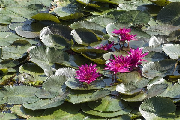 Lotus flowers (Nelumbo)