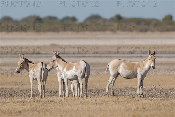 Onagers or Asiatic wild asses (Equus hemionus)