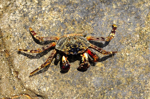 Spider crab (Neosarmatium meinerti) on a rock