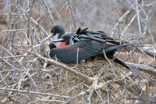 Great frigatebirds (Fregata minor)