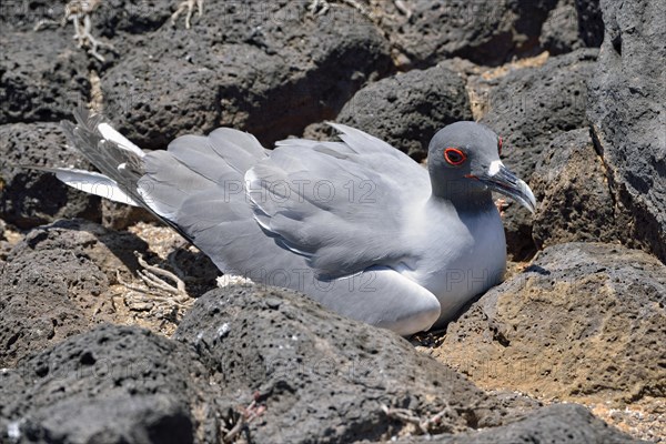 Swallow-tailed gull (Creagrus furcatus)