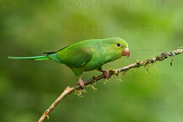 Yellow-chevroned parakeet (Brotogeris chiriri) on branch