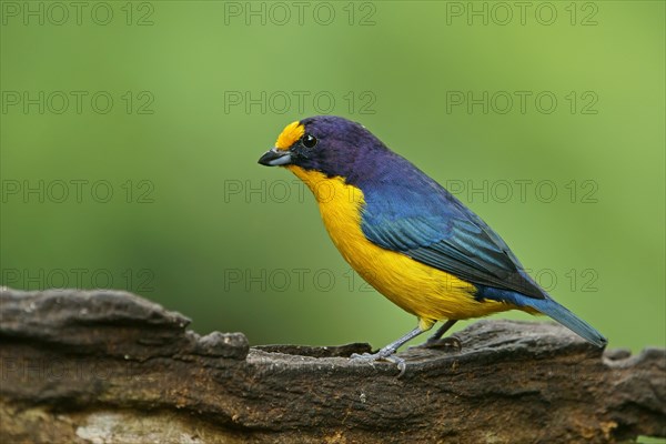 Euphonia violacea (Euphonia violacea)