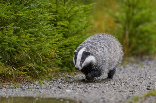 European badger (Meles meles)