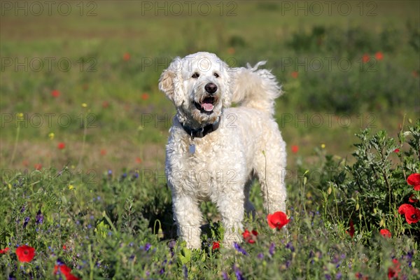 Labradoodle