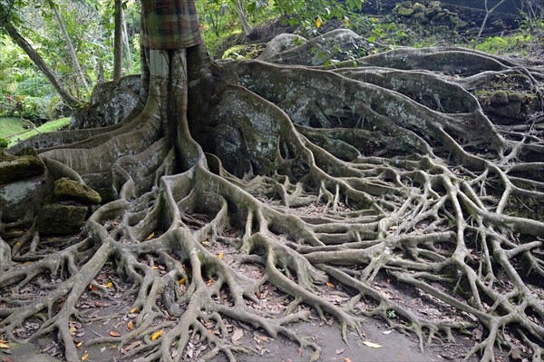 Aerial roots of a ficus tree
