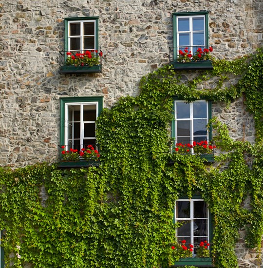 Vine covered stone house and windows