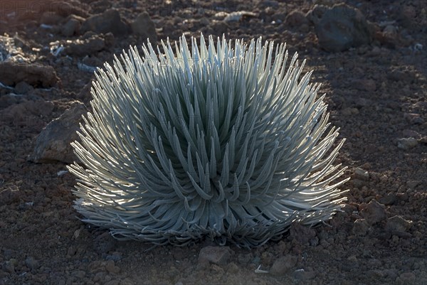 Silversword (Argyroxiphium sandwicense) plant growing in the Haleakala crater