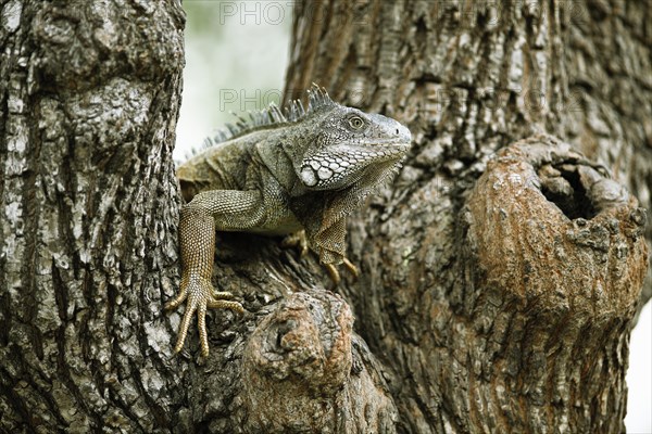 Green Iguana (Iguana iguana)